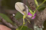 Downy milkpea